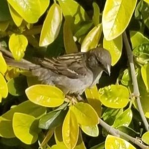 Meet your Posher, Elvira